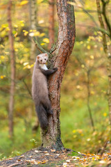 European Pine Marten (Marten Marten) Searching for Food