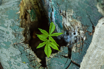 young chestnut leaves growing from an old stump. The concept of rebirth to a new life