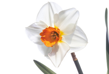 A Daffodil (narcissus) against a white background.