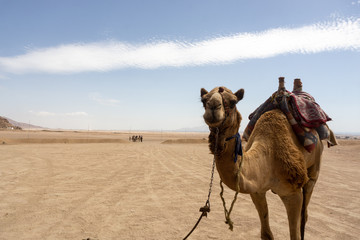 Camel with a harness on a background of hot desert and sky long cloud. Rest in the desert with a camel tour.