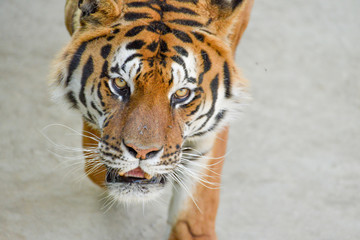 Fototapeta na wymiar regard perçant d'un tigre en gros plan