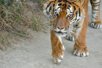 regard perçant d'un tigre en gros plan