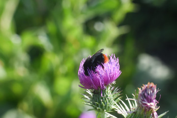 Bumble Bee on wild flower in springtime, Collecting nectar and pollination concept