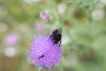 Bumble Bee on wild flower in springtime, Collecting nectar and pollination concept