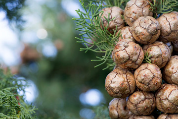 The cypress cone on top of the tree.