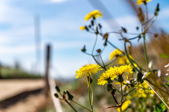 Flower in Port Ginesta, Barcelona, Catalonia, Spain.