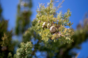 The cypress cone on top of the tree.