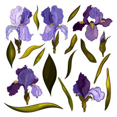 Set of vector irises.Botanical illustration of vector flowers. Use for banners, design, textile, print, web sites, wallpapers, illustrations of books, postcards, leaflets and posters.Flowers and buds.