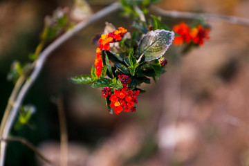 background flowers with earthy colors background 