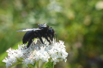 Bumble Bee on wild flower in springtime, Collecting nectar and pollination concept