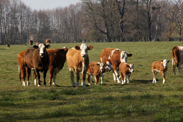 Fototapeta na wymiar Kühe auf dem Land grasen auf der Weide
