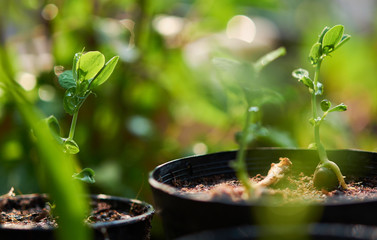 Close-up view a seedling of sugar pea in homegrown garden