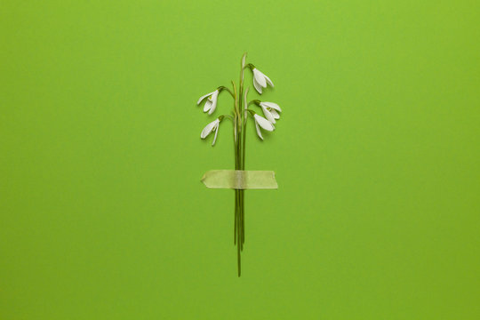 Spring snowdrop flowers are glued with tape on a green background. Romantic and tender congratulations, creative minimalist bouquet.