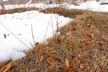 Fir cones lie on thawed snow from the thaw, in the pine needles and dry grass, there is still snow...