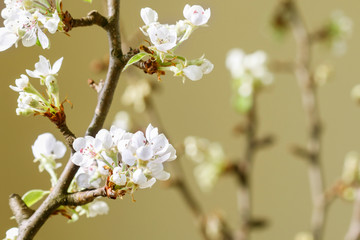 Blooming branches of apple tree in spring