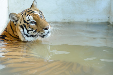 tigre se relaxant dans un bassin avec le regard gentil