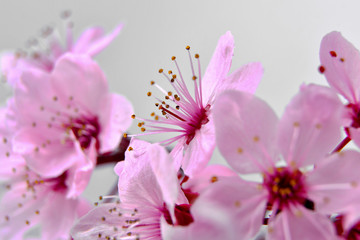 Panele Szklane  piękne świeże wiosenne różowe kwiaty wiśni