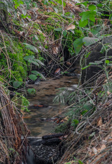 Small spring creek on slope of Klet hill near Zlata Koruna village