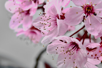 Panele Szklane  piękne świeże wiosenne różowe kwiaty wiśni