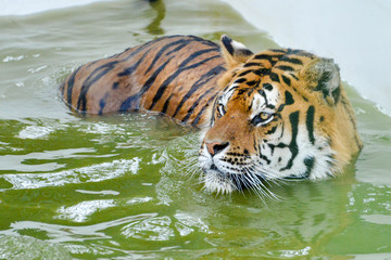 Fototapeta na wymiar tigre se relaxant dans un bassin avec le regard gentil