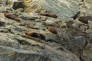 Fur seals at Milford Sound in Fiordland National Park in Southland on South Island of New Zealand
