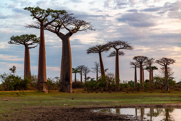 Fototapeta premium Beautiful Baobab trees at sunset at the avenue of the baobabs in Madagascar