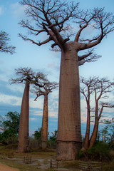 Beautiful Baobab trees at sunset at the avenue of the baobabs in Madagascar