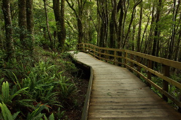 Obraz premium Boardwalk on Milford Foreshore Walk in Fiordland National Park in Southland on South Island of New Zealand 