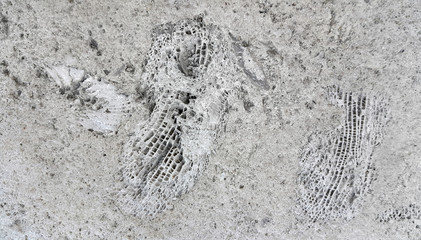 Stone texture with fossils © Dinadesign
