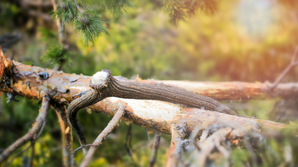 Deer Antlers (Cervus Elaphus) in the forest at sunset.Animals remain in spring.Antlers on Pine.