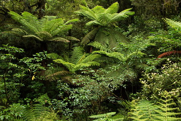 Fern trees at The Chasm Walkway in Fiordland National Park in Southland on South Island of New...