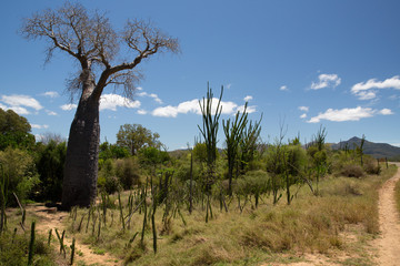 Beautiful Baobab trees at sunset at the avenue of the baobabs in Madagascar