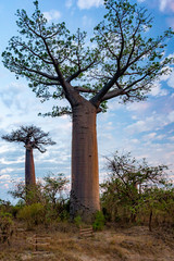 Naklejka na ściany i meble Beautiful Baobab trees at sunset at the avenue of the baobabs in Madagascar