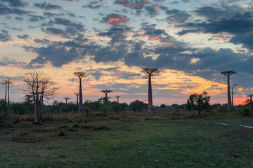Beautiful Baobab trees at sunset at the avenue of the baobabs in Madagascar
