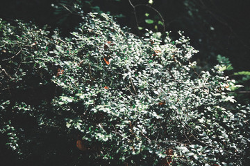 Plants3