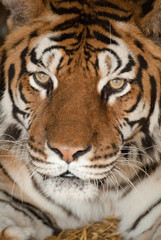 Naklejka premium regard perçant d'un tigre en gros plan