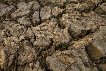 Many fishes try to escape from drying pond are dead on dry cracked mud metaphor climate change impact aquatic animal