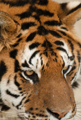 regard perçant d'un tigre en gros plan