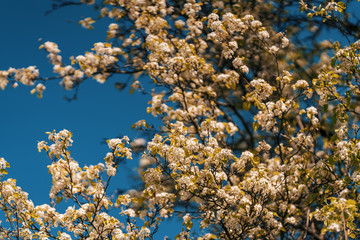 spring flowers buds in the best sunlight