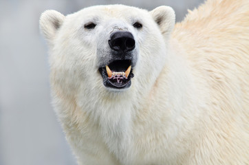 Obraz na płótnie Canvas polar bear portrait