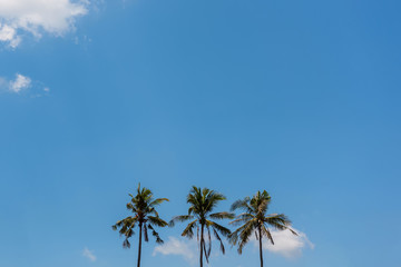 Fototapeta na wymiar palm trees on sunny day.
