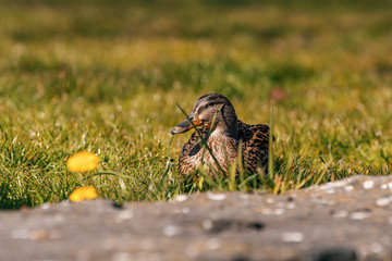 Female Duck drake relaxing on Spring grass Romantic 
