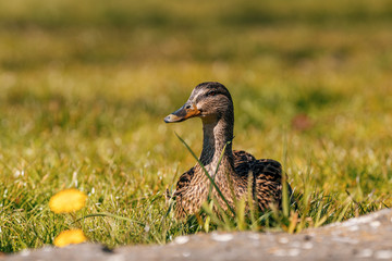Female Duck drake relaxing on Spring grass Romantic 
