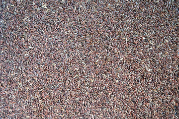 Food supplies. Crop of many dry brown rice grains on flat surface as background top view close up