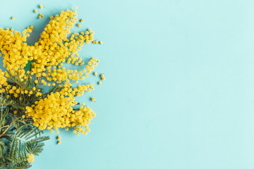 Flowers composition. Mimosa flowers on blue background. Spring concept. Flat lay, top view - obrazy, fototapety, plakaty
