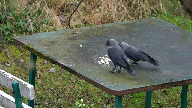 Western Jackdaws (Coloeus monedula) eats food on the table - (4K)