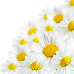 Fototapeta premium Camomile flowers on a white background with copy space