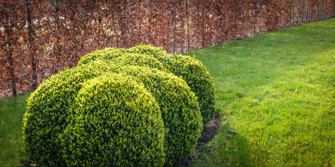 A trimmed evergreen cloud shape boxwood plant. Buxus Sempervirens. - obrazy, fototapety, plakaty