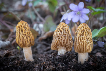 Detail shot of Verpa bohemica - edible and tasty mushroom