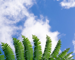 Daintree Rainforest Nature